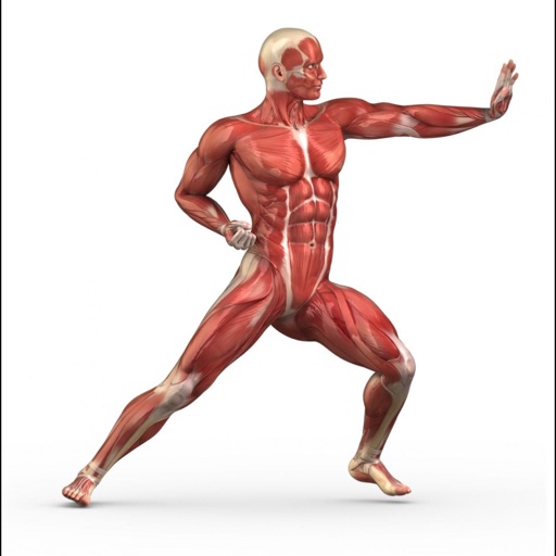 Human Muscles Guide +