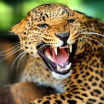 Animal Sounds 140 hình ảnh tuyệt vời và âm thanh của động vật