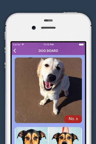 Cat Dog Leaderboard - Popular Dog & Cat Pics At The Moment screenshot 2