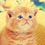 Kitten and Cat Jigsaw Puzzles - A therapeutic stress relief game for Children, Toddlers and Adults
