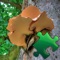 Mushrooms Puzzles - is a great way to have fun while you are learning new things, with great photos and  detailed info