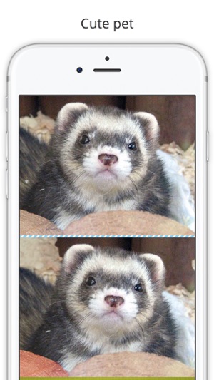 Find the Difference in Ferret(圖3)-速報App