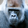 Get Gorilla Sounds for iOS, iPhone, iPad Aso Report