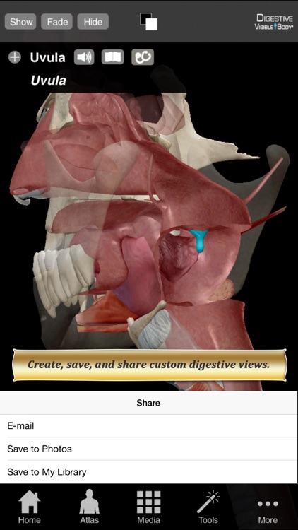 Digestive Anatomy Atlas 6 for Springer