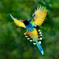 Bird Guide - Offline bird identification app  PC 용