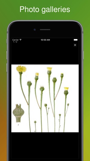 Rare Arable Flowers(圖3)-速報App