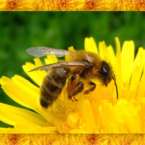 Honey Bee Simulator 3D icon