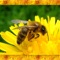 Honey Bee Simulator 3D