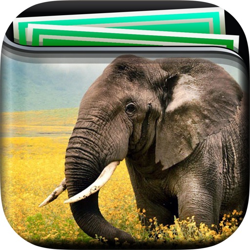 Elephant Gallery HD – Retina Wallpaper , Animal Themes and Backgrounds