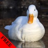 Duck Photos & Video Galleries FREE