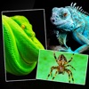 Icon Snakes, Spiders, Lizards and Reptiles - Animals Wallpapers