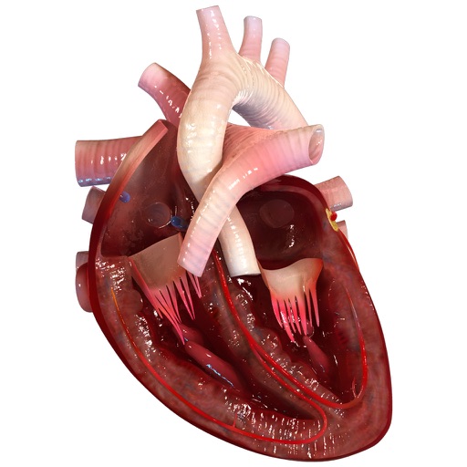 Virtual Reality(VR) Human Heart Icon