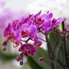 How To Look After An Orchid