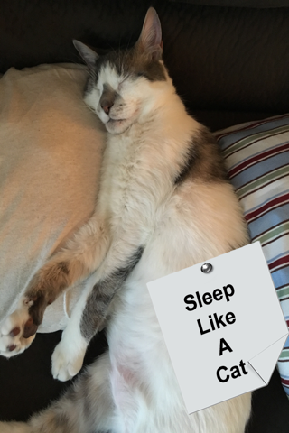 Purrrfect Sleep screenshot 2