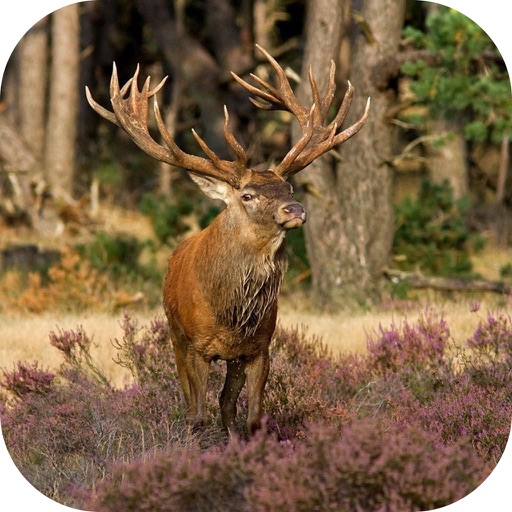 Elk Hunting Calls! Icon