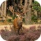 Elk Hunting Calls!