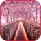Sakura Flowers Cherry Blossom Wallpaper And Photo Frames