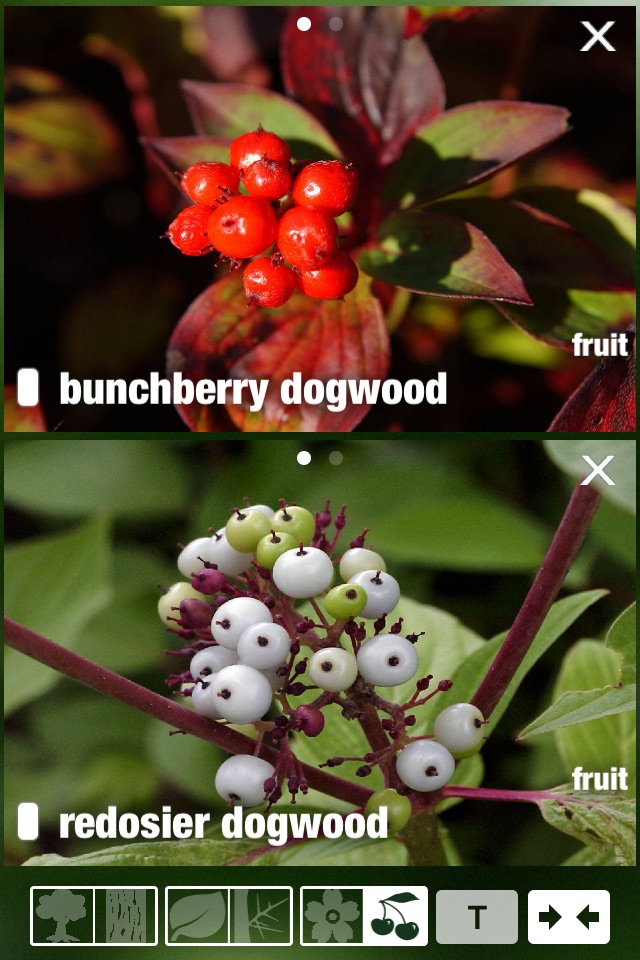 Tree Id Canada - identify over 1000 native Canadian species of Trees, Shrubs and Bushes screenshot 4
