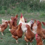 Fabi´s Hühnerfarm