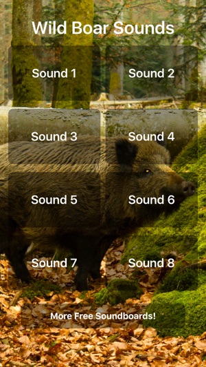 Wild Boar Sounds!