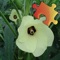 Medicinal Plants Jigsaw Puzzles is a great way to have fun while you are learning new things, with great photos and  detailed info