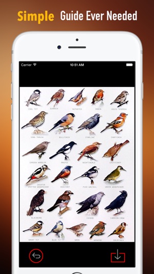 How to Identify a Bird:Tips and Tutorial(圖2)-速報App