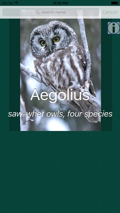 Owl Dictionary Pro