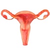 VR Female Reproductive System