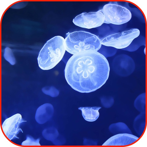Jellyfish Wallpaper 3D HD, Jellyfish Jigsaw Puzzle iOS App