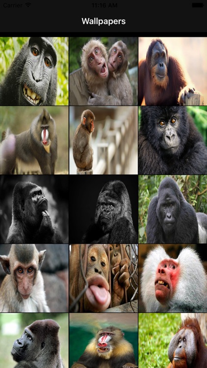 Free Monkey Wallpapers