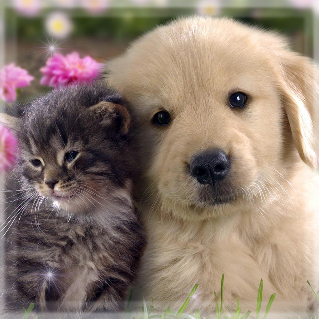 可愛い猫と犬壁紙 美しい写真の子犬や子猫なロック画面背景 Iphoneアプリ Applion