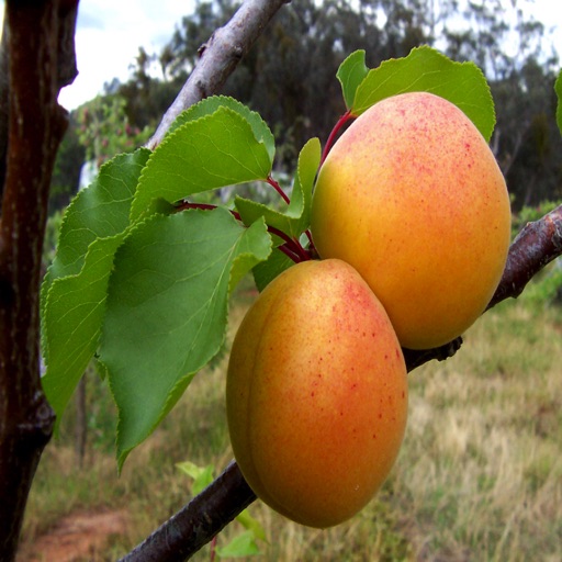 Fruits Database icon