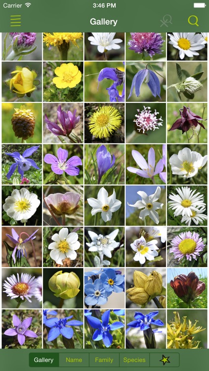 AlpineFlower Finder – a Swiss flower field guide