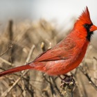 Top 33 Education Apps Like CHI Encyclopedia of Birds - Best Alternatives
