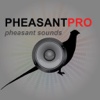 REAL Pheasant Calls and Pheasant Sounds for Pheasant Hunting