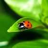 Free Ladybug Wallpapers