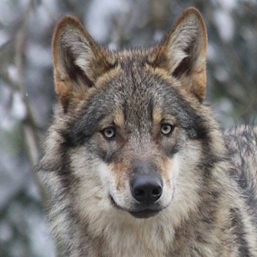 Nos Animaux icon