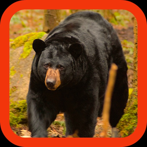 Bear Hunting: Savage Attack Icon