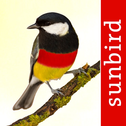 Birds of Germany - a field guide to identify the bird species native to Germany