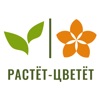 Растет-Цветет