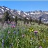 St Mary's Pass Wildflowers