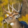 Whitetail Deer Calls Offline