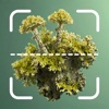 Lichen AI: Lichen Identifier