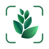 Plant Finder Tree Identifier