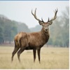 The Deer App