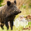 Hunting Calls: Hog, Pig & Boar