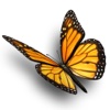 TLD Butterfly