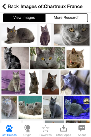 Encyclopedia of Cat Breeds screenshot 4