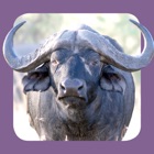 Top 23 Reference Apps Like Sasol Natuurlewe vir Beginners (Lite): Blitsfeite, foto's en video's van 46 Suider-Afrikaanse diere - Best Alternatives