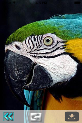 Parrot Wallpapers screenshot 4